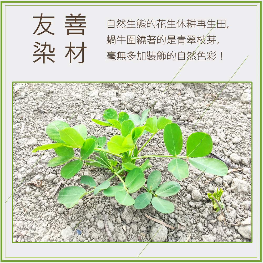 金鵬毛巾,使用毛巾小叮寧五星級雙股紗毛巾,台灣製造,MIT毛巾,