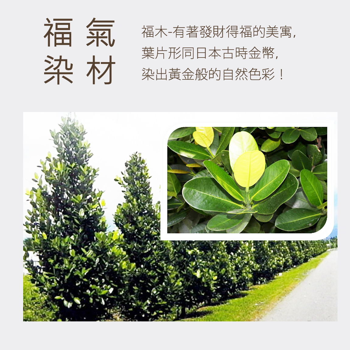 金鵬棉織毛巾,植物染毛巾,台灣製造,MIT毛巾,MIT浴巾,台灣木染-環保植物染浴巾-福氣巾