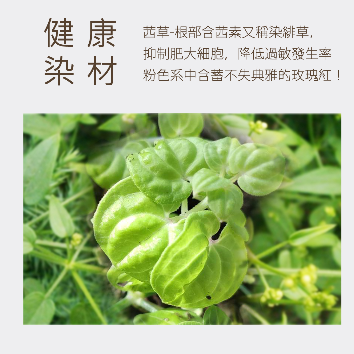 金鵬棉織毛巾,植物染毛巾,台灣製造,MIT毛巾,MIT浴巾,台灣木染-環保植物染浴巾-養生巾